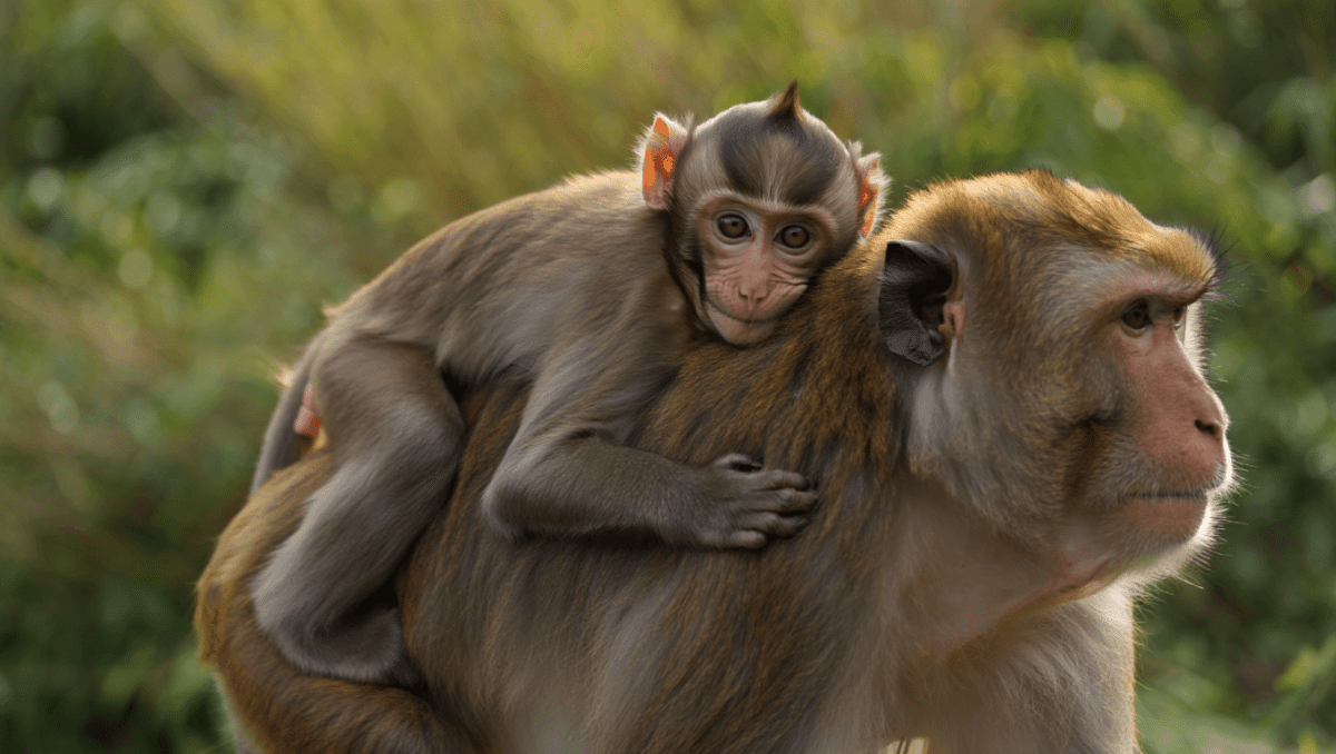 Punch monkey finally makes friends, rides on other macaques' backs