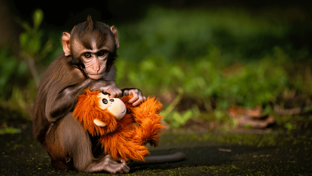 Punch the monkey finds community after being hugged by troop