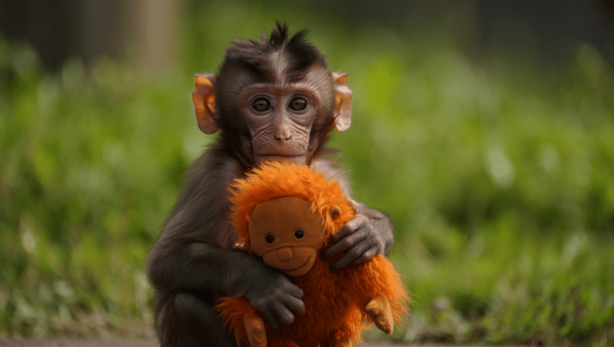 Punch monkeys: Baby macaque finds community after rejection, wins hearts online