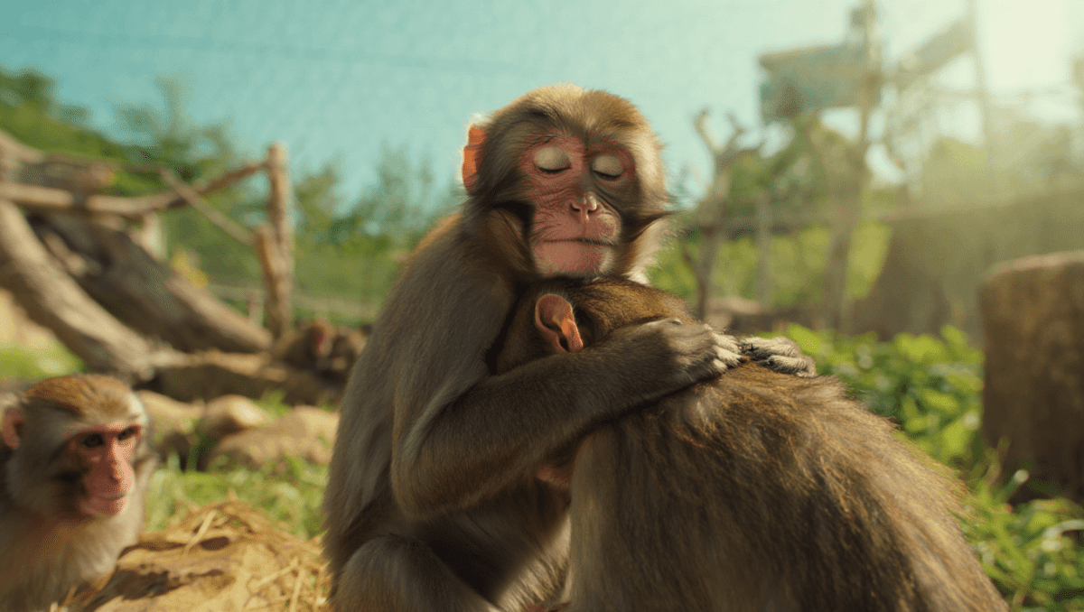 Punch monkey finally makes friends after months of struggle