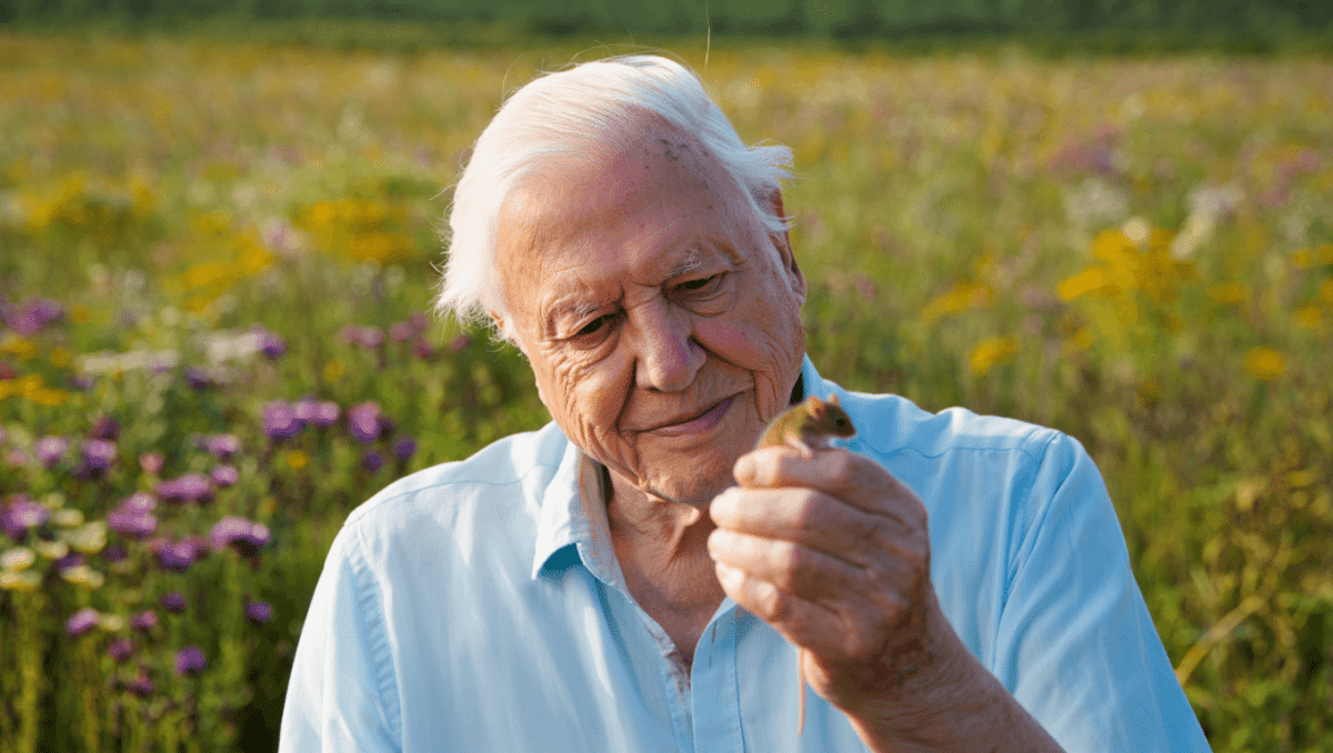 David Attenborough's Wild London highlights hidden city nature before turning 100