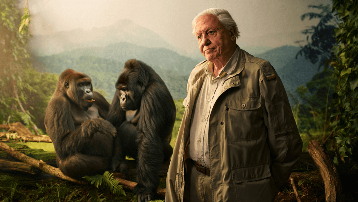 David Attenborough's new gorilla documentary premieres on Netflix today