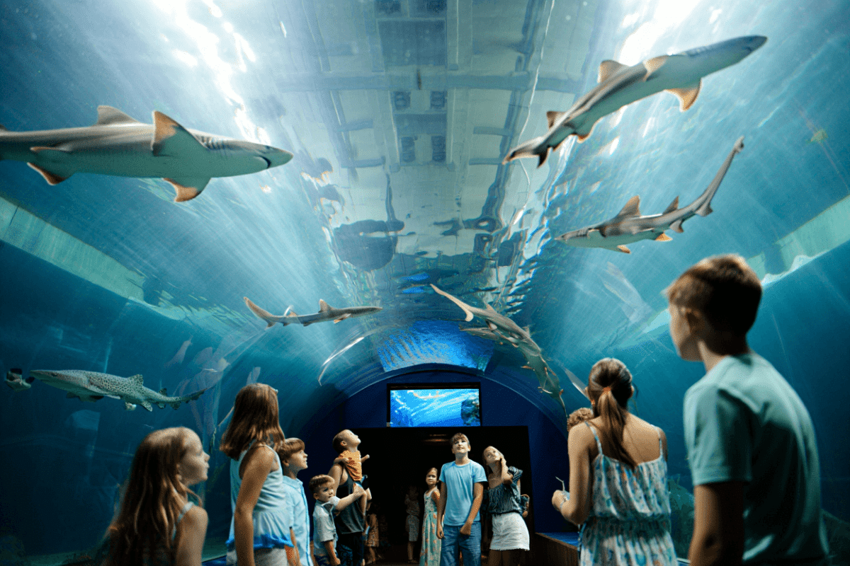 SeaWorld San Diego opens reimagined Shark Encounter today with 360-degree views