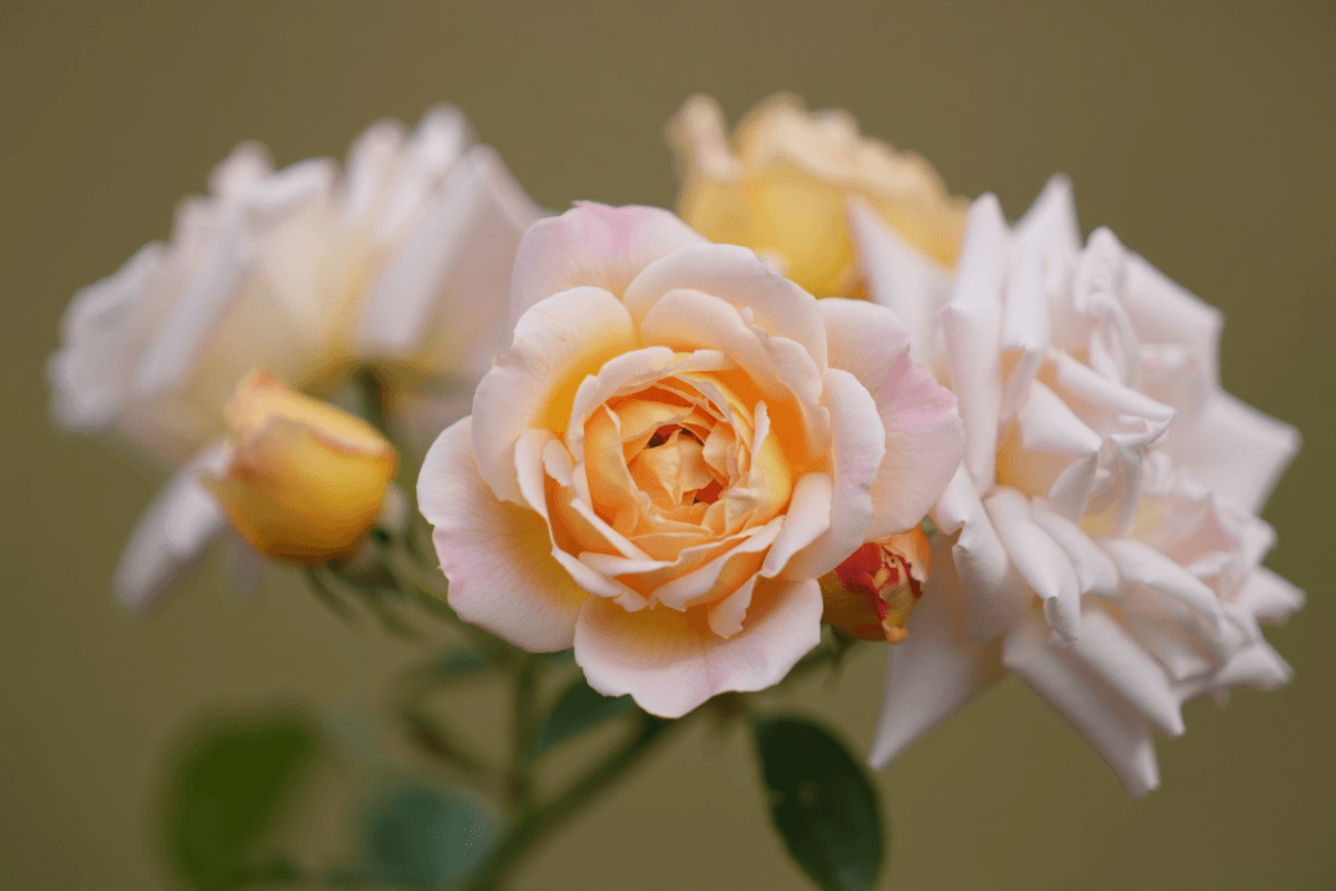 David Beckham unveils namesake rose at RHS Chelsea Flower Show, pale pink bloom inspired by his legacy