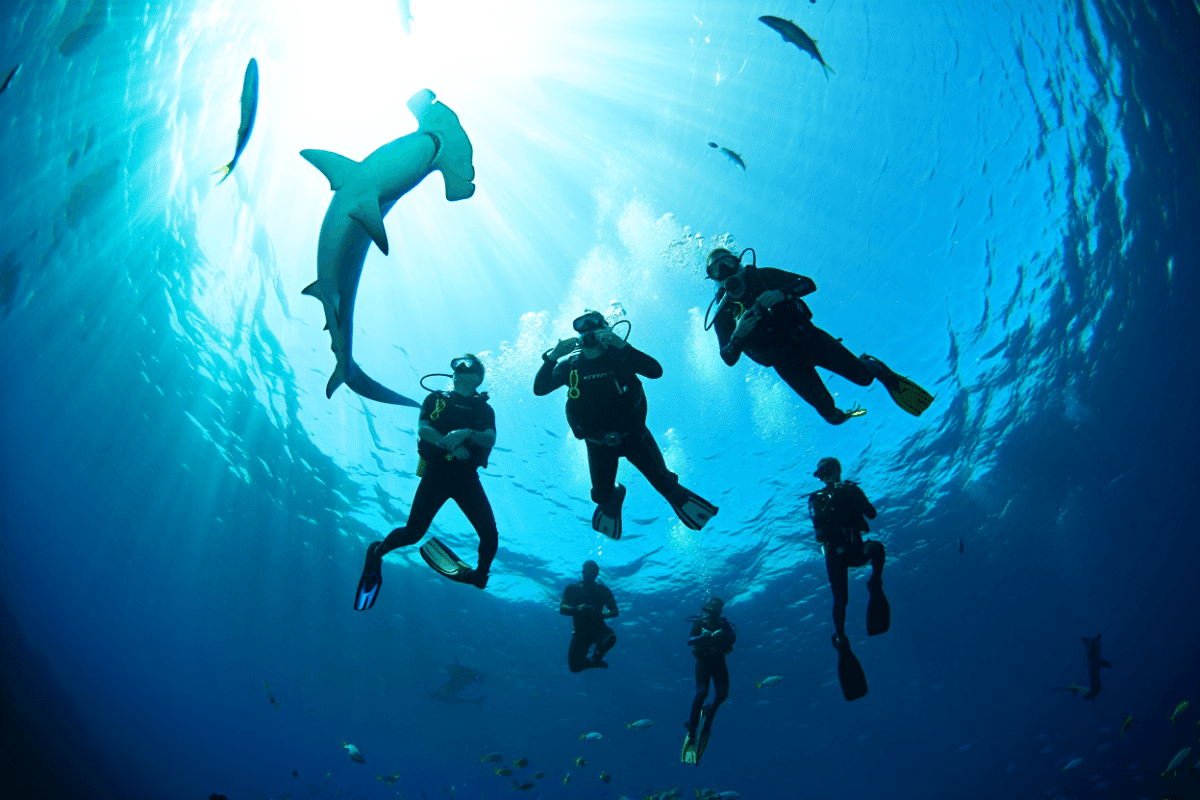 Shark airs on Channel 9 tonight with celebrities swimming with sharks in Bahamas