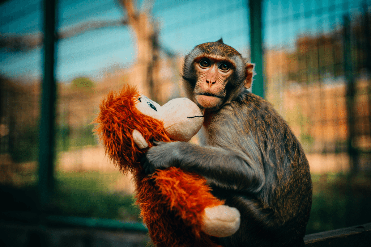 Punch the Monkey: 2 Americans arrested after breaking into enclosure at Japanese zoo